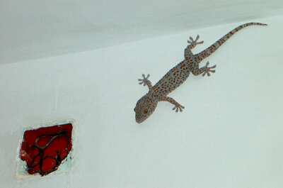 Big lizard living in my room