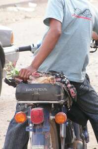 Two chickens on a motorbike