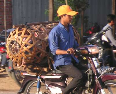 Carrying pigs on a motorcycle