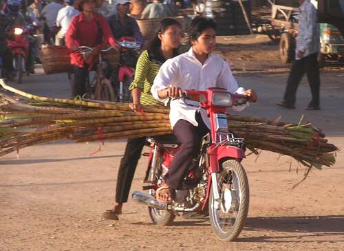Carrying sugarcane