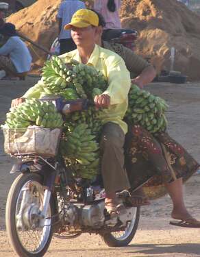 A load of bananas on the way to the market