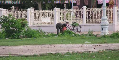 A man gathering edible plants