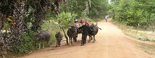 Rural road at harvest time