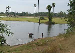 Buffalo in pond
