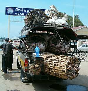 Pickup truck loaded with pigs