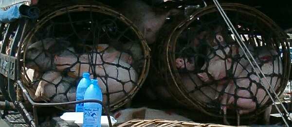 Pigs in wicker baskets