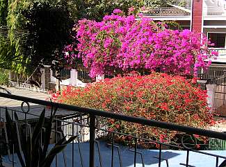 Flowering trees in Phnom Penh