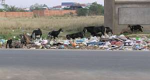 Goats on the street