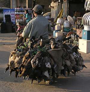 Ducks on the back of a motorcycle