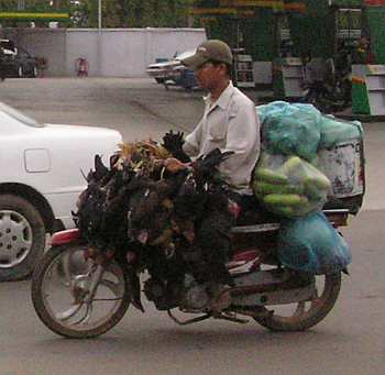 Chickens and vegetables on a motorcycle