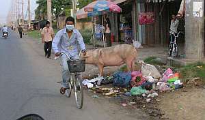 Pig on city street