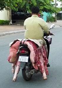 Pig carcasses on a motorcycle