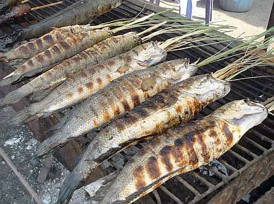 Grilled fish