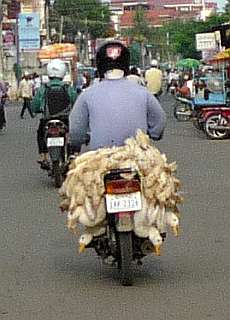 Ducks on a motorcycle