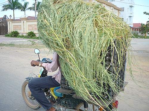 Motorcycle loaded with eggs and hay