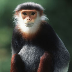 Douc Monkey