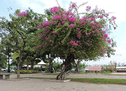 Tree blooming at Christmas time